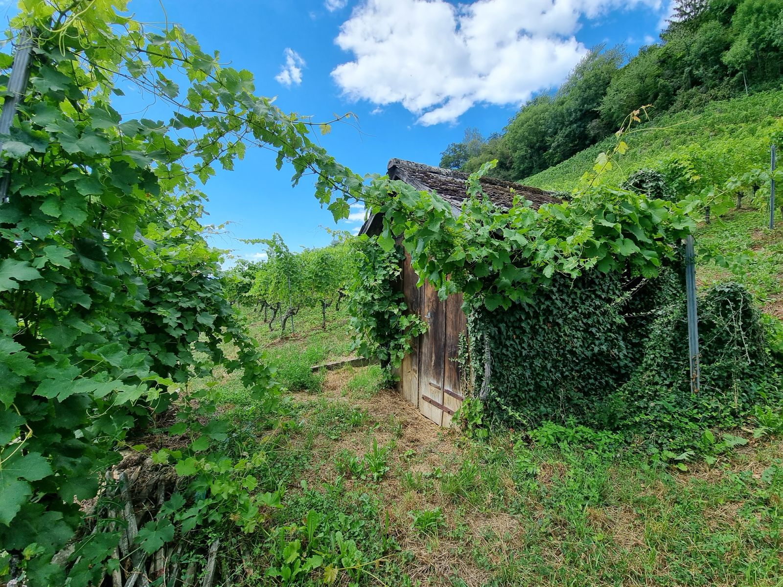Vignes du Vully, vue 1