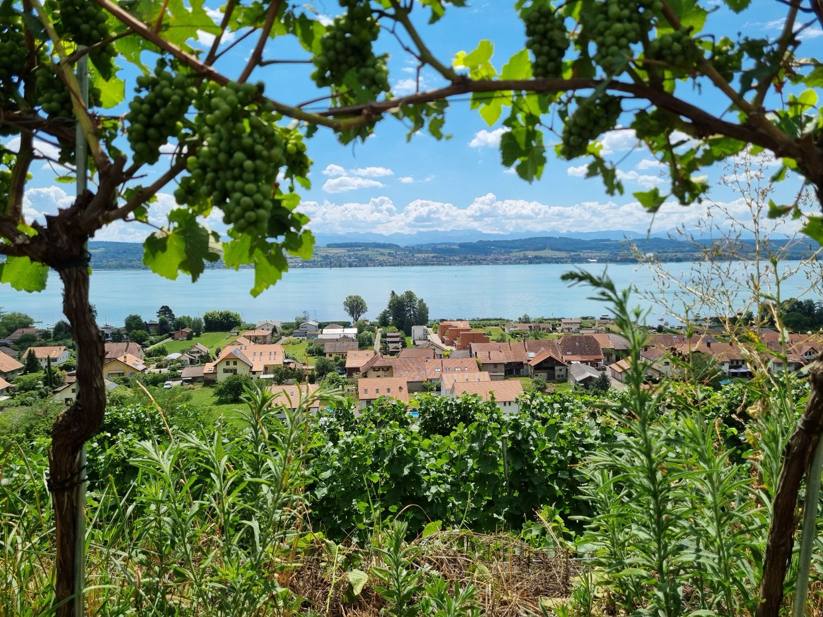 Vignes du Vully, vue 2