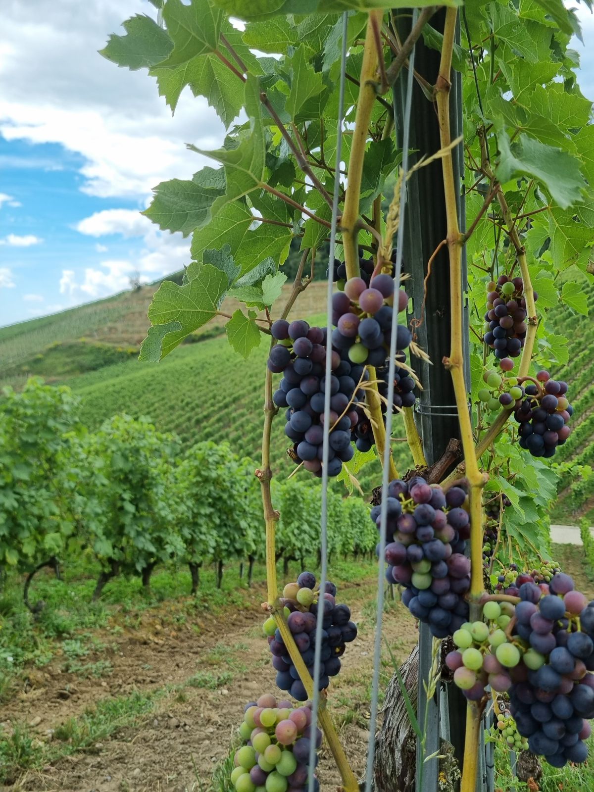 Vignes du Vully, vue 3