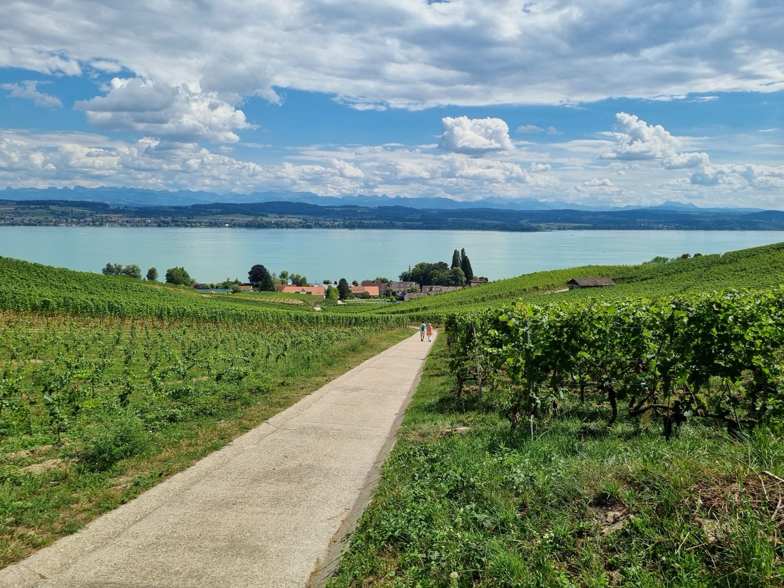 Vignes du Vully, vue 4